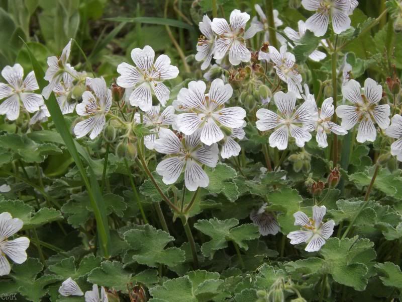 Geranium renardii- whole plant photo Grenardii_zps604599f0.jpg